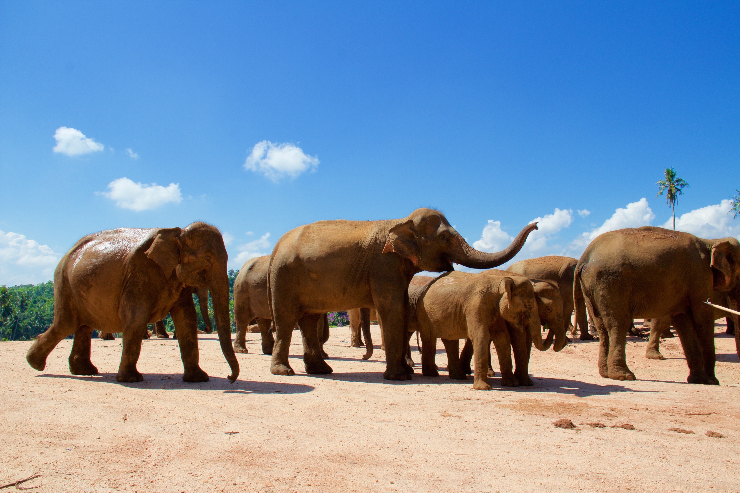 Elephant@SriLanka-2014-05-02